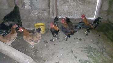 yumurtalıq toyuq cinsləri: Toyuq, Damazlıq, Ödənişli çatdırılma