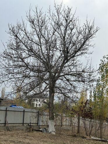 саженцы черного ореха: Орех, жангак бак . 25 лет