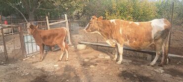 породистые котята даром: 18 l süd verən maldı özüdə təzə kəlyə gəlib yaxşı yem versən artığ da