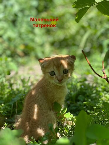 helix original купить в оше: Кошка даром: Скотиш Фолд (Шотландская вислоухая), 2 месяца, Мальчик
