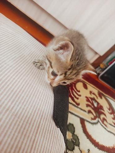 собака хаска: Котята, домашние, короткошёрстные. Описание: - Окрас: тигровые табби — 1