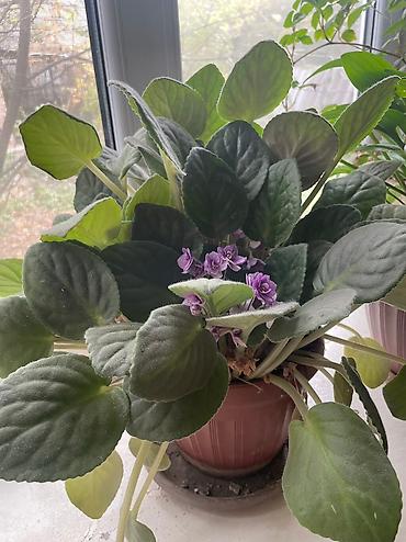 Другие садовые цветы и кустарники: Продаю, точнее отдаю цветы 🍀🍀🍀 ДАРОМ Средние горшки 300 Больше 600 — 11