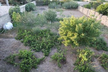 аренда земельных участков сельскохозяйственного назначения: 4 sot, Tikinti, Barter mümkündür, Kupça (Çıxarış)