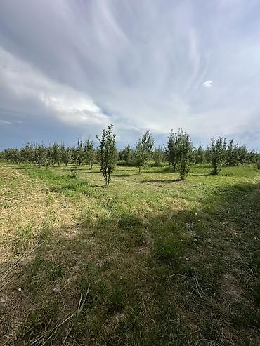 московская фучика: 500 соток, Для сельского хозяйства — 2