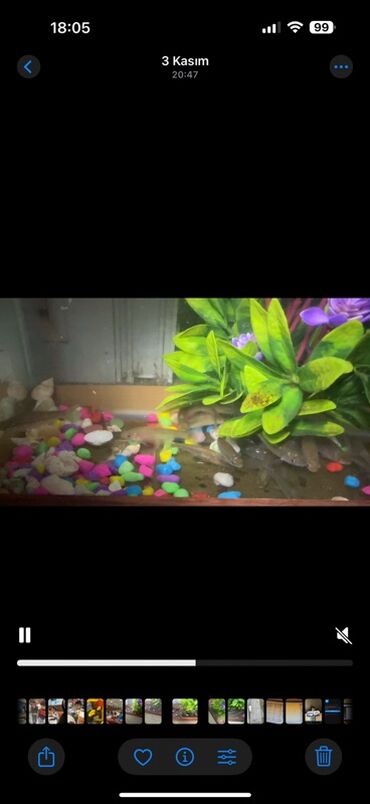 Akvarium aksessuar və ləvazimatları: Kütüm balıqlar yerim valaca oldugu üçün satoram 18-17 edəddir təcili — 4