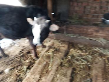 Коровы, быки: Продаю | Бык (самец), Тёлка | Ангус, Алатауская | На откорм, На забой, Для разведения | Искусственник at lalafo.kg — 4 Коровы, быки: Продаю | Бык (самец), Тёлка | Ангус, Алатауская | На откорм, На забой, Для разведения | Искусственник — 4