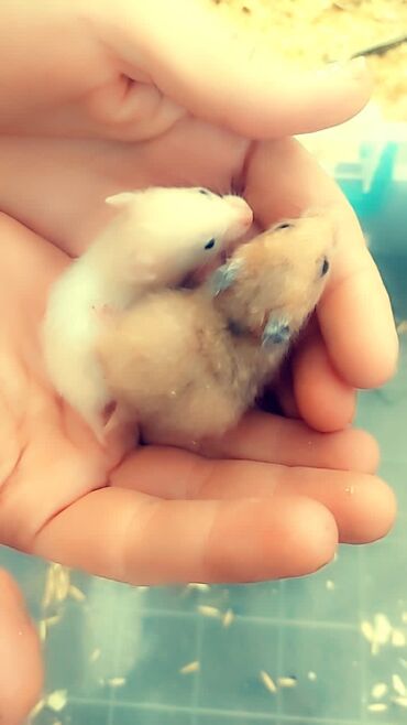 показы 1 354 72 договорная кошка даром британская короткошёрстная 1 год мальчик метис 2 позвонить написать: Сирийские хомячки по 150 сом