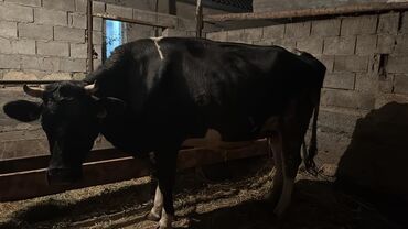 на ферме есть куры козлы и коровы: Продаются корова глубока стельные голштин со вторым ател лом