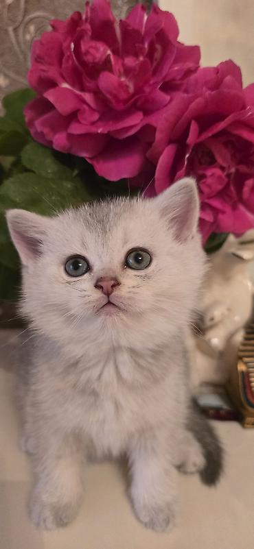 Кошки: Шотландская вислоухая — 7