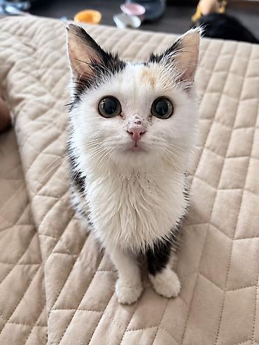 Котёнок трёхцветной окраски (белый с чёрными и рыжими пятнами)