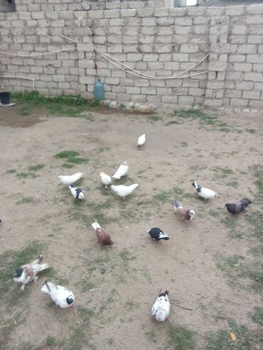 попугай ара цена: Saxlam qusdar tutulma 20dene satlir 2manat pul lazımdı diye