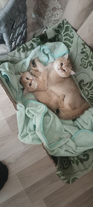 Pişiklər: Britan, Dişi, Yaxşı əllərə, Ünvandan götürmə, Ödənişli çatdırılma — 4