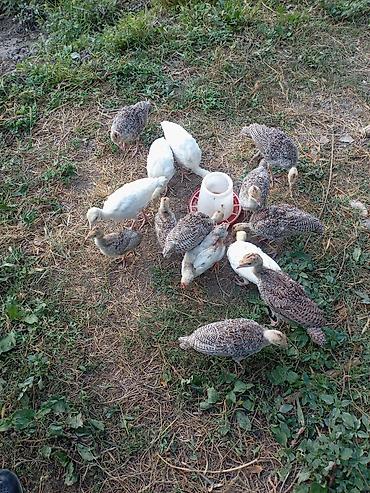 ordək balası və cucə: Məhsul: Türki balaları (hind toyuğu cücələri) Təsvir: - Şəkillərdə — 1