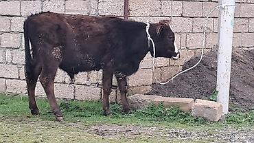 Inəklər, öküzlər: Erkək, Simental, il: 4, 550 kq — 3