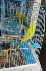 отдам в добрые руки шпица: Biri erkeydir biri disi 2qusdur qusun qefesi icinde guzgusu