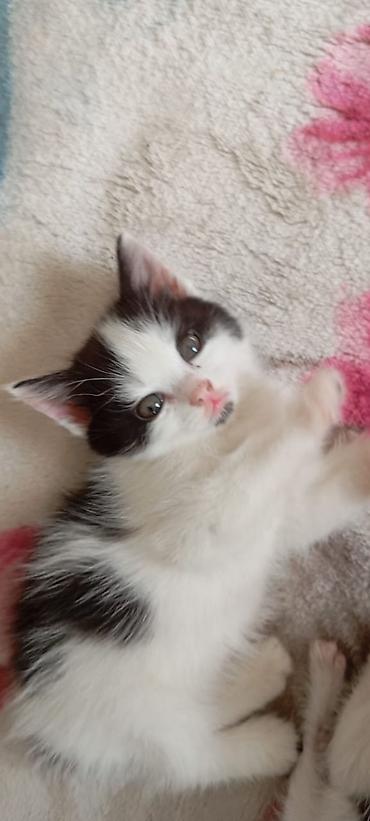 кошки г ош: Отдам котят в добрые руки — 3