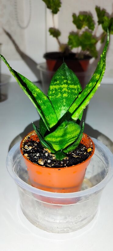 Другие комнатные растения: Бишкек мкрн Кок Жар и рабочий городок! Пеларгония карликовая - — 17