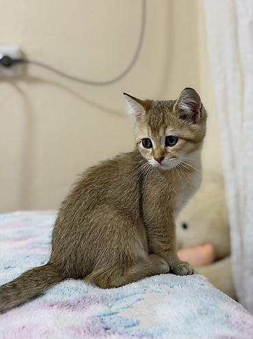 ласка: Британская короткошёрстная, 2 месяца, Мальчик, Золотая шиншилла, Приучена к лотку, Проглистована, С документами — 4