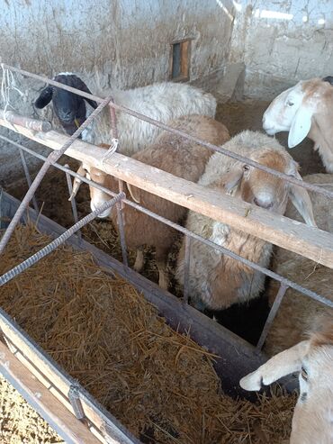 стрижка овец сокулук: Продаю | Овца (самка) | Гиссарская | На забой