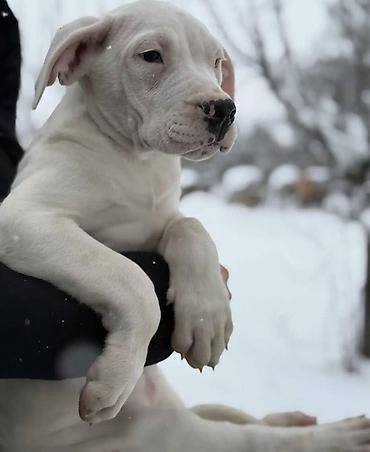 Psi: Na prodaju ZDRAVA ženka dogo argentino, stara 2.5 meseca, redovno — 7