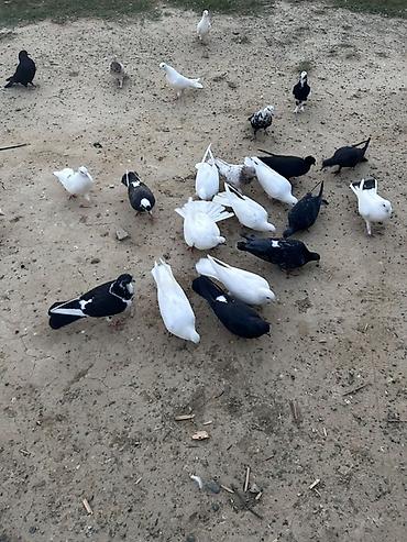 sarı quş: Salam tutulma quslar tek tekde satılır qıymet. Ferqlı olacaq optavoy 4 — 8