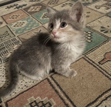 İtlər: Yaxşı əllərə