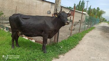 Коровы, быки: Продаю | Корова (самка) | Алатауская, Швицкая | Для разведения, Для молока | Племенные, Стельные