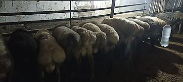 мяч для собак: Продаю | Баран (самец) | Для разведения — 3