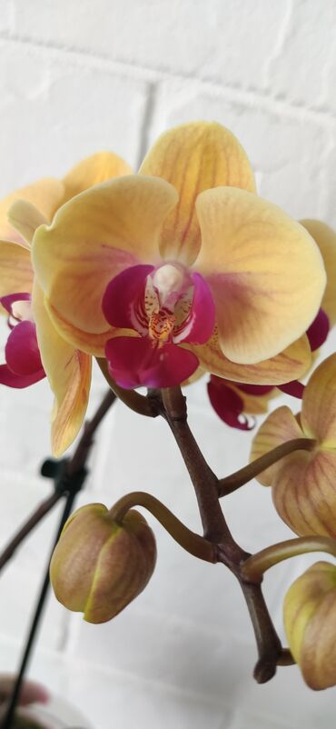 живой мох: Продается желтая орхидея фаленопсис, высота 40 см,цветущая. посажена в