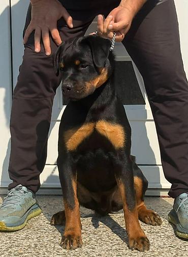 Pets & Animals: Dve vrhunske ženke R O T V A J L E R A Otac: Xeno von der Crossener — 3