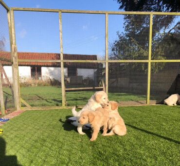 Other: Εξαιρετικά κουτάβια Golden Retriever για υιοθεσία Δεν είμαστε