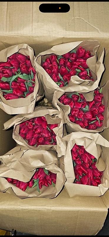 Букеты из живых цветов: Тюльпаны Голландские от 85с ОПТОМ (Район ж/м Кок Жара) ул — 12