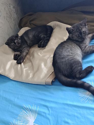 котята шотланские: 4 месяца, Девочка, Приучена к лотку — 2