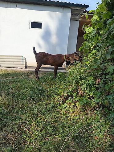 Продам с/х животных: Продаю | Коза (самка) | Нубийская | Для разведения | Племенные — 2