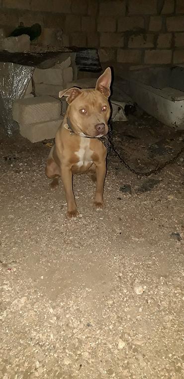 i̇tler: Pitbul, 1 il, Dişi, Peyvəndli — 1