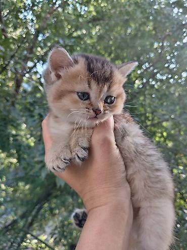 британские котята: 💛 Золотые шотландские котята ищут любящие семьи 💛 Предлагаются к — 5