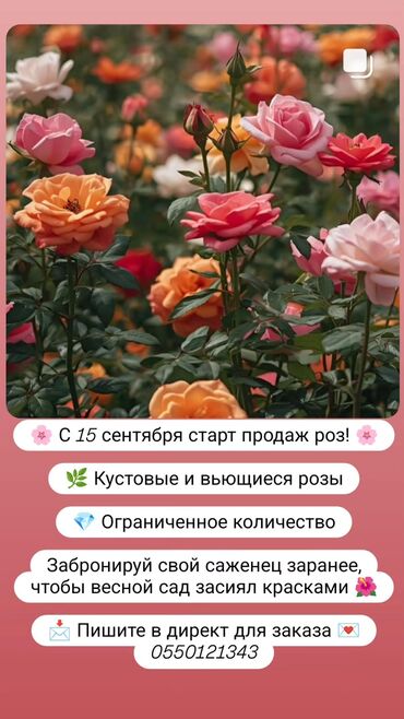 домашный курица: Розы . саженцы