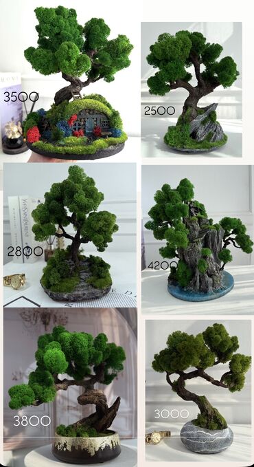 Декоративные цветы: Деревья-бонсай из натурального стабилизированного мха🌳 -это — 50