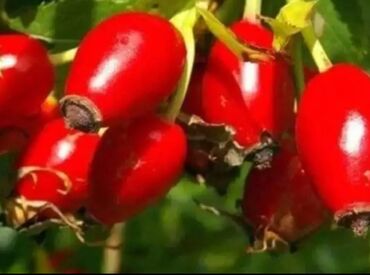 Şitillər: Sarı və qırmızı və qara moruq (çəpər) tingləri5-3-10 Məhsul: - Açıq — 15