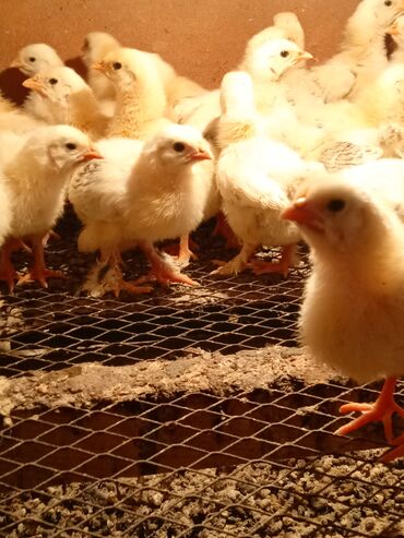 Куры, петухи: Продаю цыплят смешанной породы Адлер серебристый+брама количество 35шт