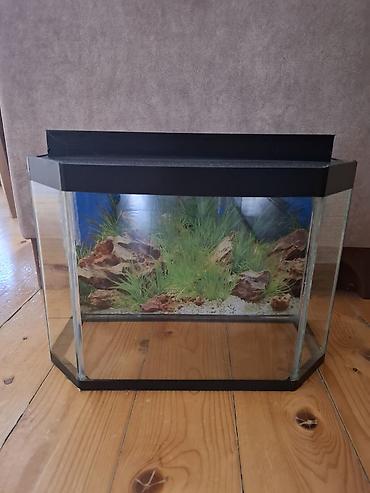 akvarium matoru: Boş, 8 l — 1