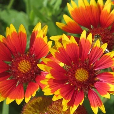 Садовые цветы и кустарники: Саженцы цветка: Флоксы — 17