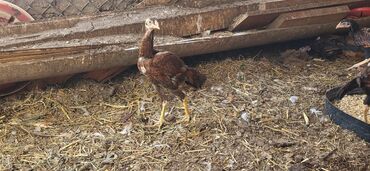 Xoruzlar: Xoruz, Heyratı, il: 1, Ünvandan götürmə — 18