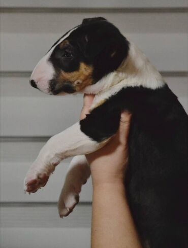 Psi: Bulterijer vrhunski štenci Odgajivačnica Maskking predstavlja vrhunske — 7