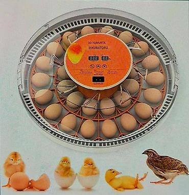 norma lupper: Tam avtomatik inkubator 30 yumurta. Satış evdən məhdut miqdarda. Əlaq' — 1