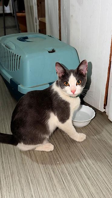 itle barter: 6 ay, Dişi — 1