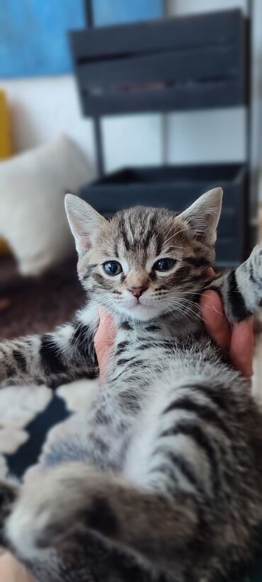 кошка мышык: Кошка даром: Британская короткошёрстная, 3 месяца, Мальчик, Приучена к лотку
