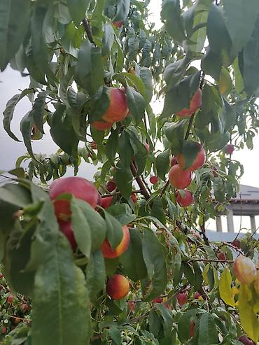 Продажа дач: Продаю дачу в живописном селе Таш-Мойнок Цена: 72 000 $ (только — 20