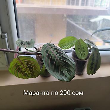 ботанический: Цветы, Комнатные растения, название,цены указаны на фото, район — 4