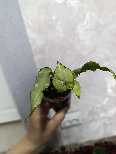 Сингониумы: Распродажа сортовых и редких комнатных растений, цены и названия — 25